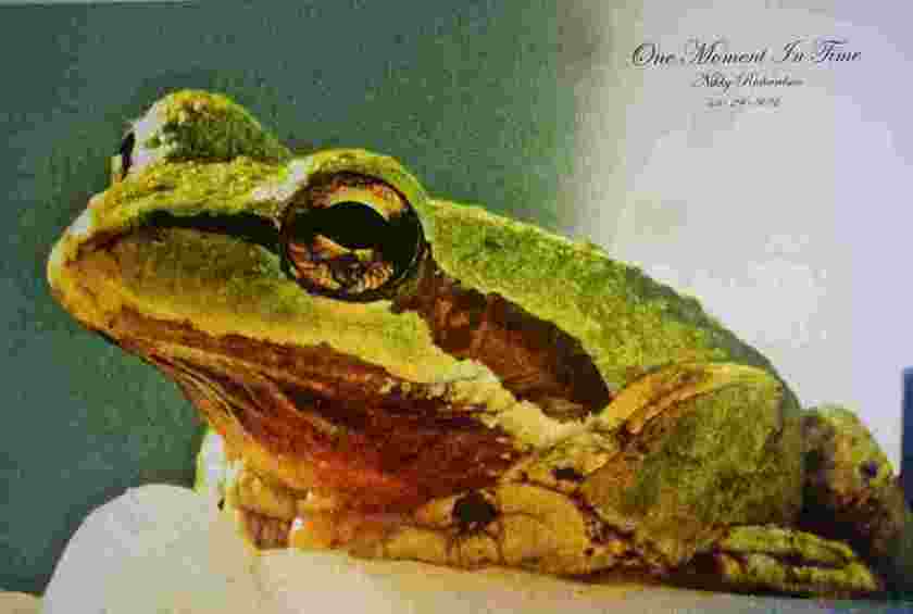 one-moment-in-time-tree-frogs_1531514039CuSyGd.jpeg