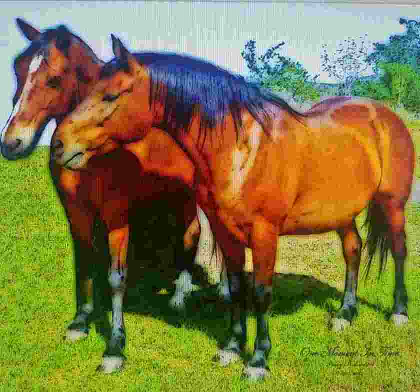 one-moment-in-time-california-horse-pair_153151937920UBos.jpeg