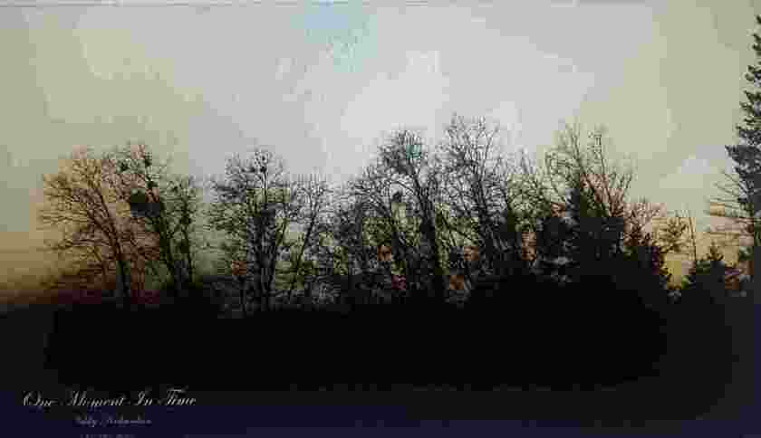 one-moment-in-time-black-trees-in-the-fog_1531872485w1leOU.jpeg