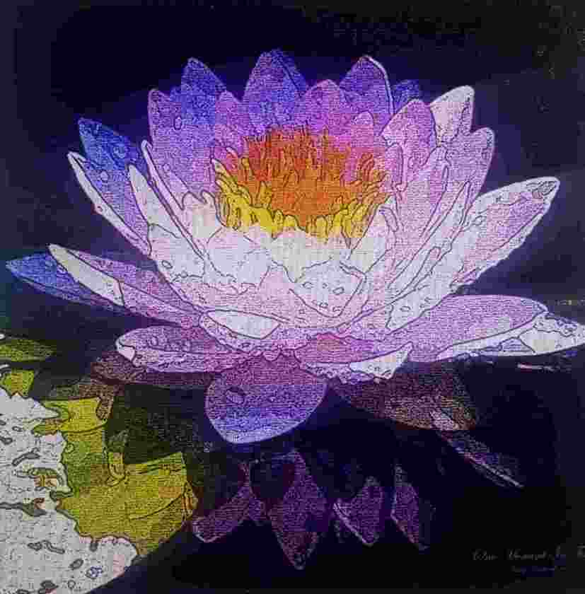 one-moment-in-time-pink-water-lily_1532037191uL9Xli.jpeg